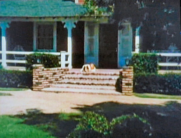 Lassie at rest.
